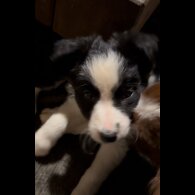 Border Collie - Both