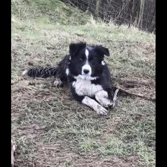 Border Collie - Both