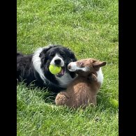 Border Collie - Both