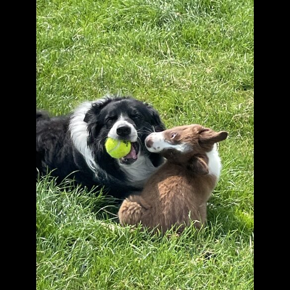 Border Collie - Both