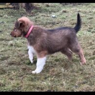 Border Collie - Dogs