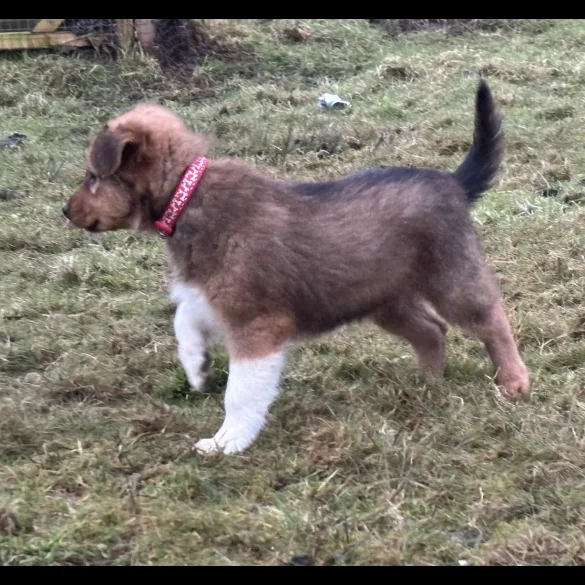 Border Collie - Dogs