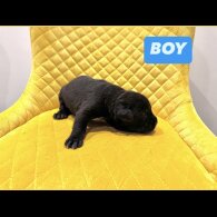 Cane Corso - Both