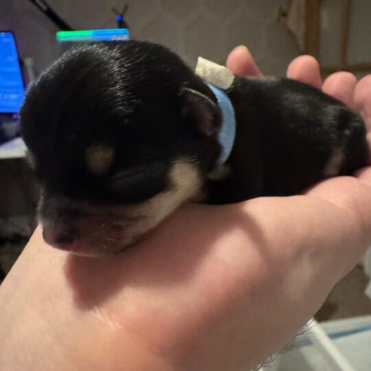 Chihuahua - Both