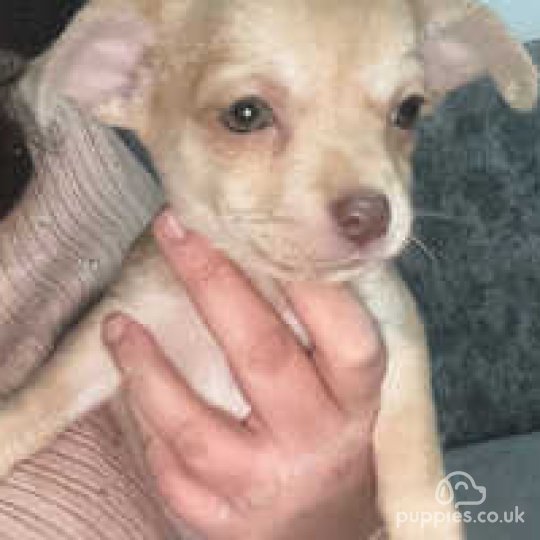 Chihuahua - Bitches
