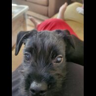 Mixed Breed - Both