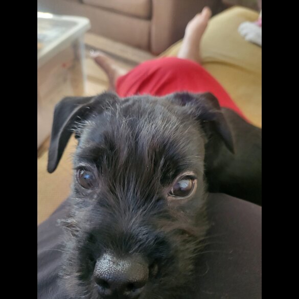 Mixed Breed - Both