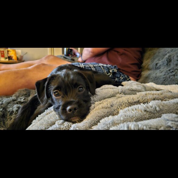 Mixed Breed - Both