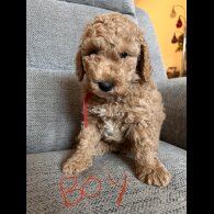 Cockapoo - Both
