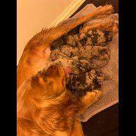 Cockapoo - Both