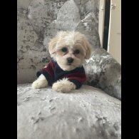 Maltipoo - Both