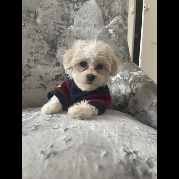 Maltipoo - Both