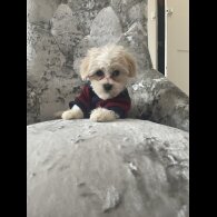 Maltipoo - Both