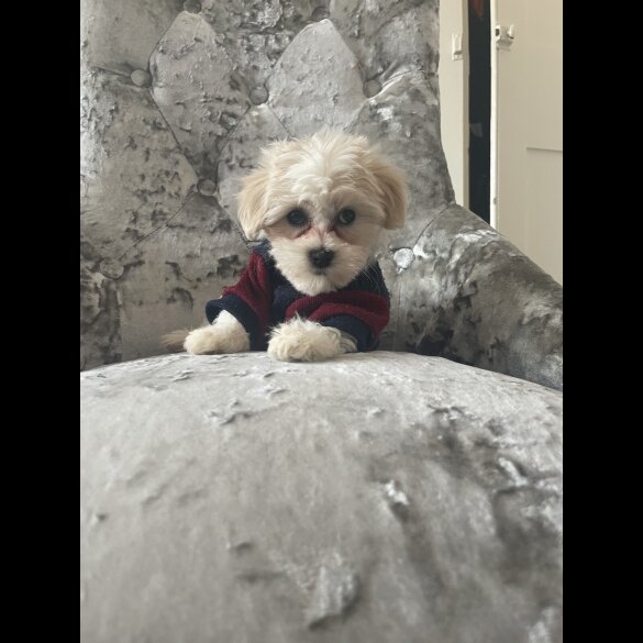 Maltipoo - Both