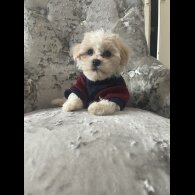Maltipoo - Both