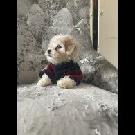 Maltipoo - Both