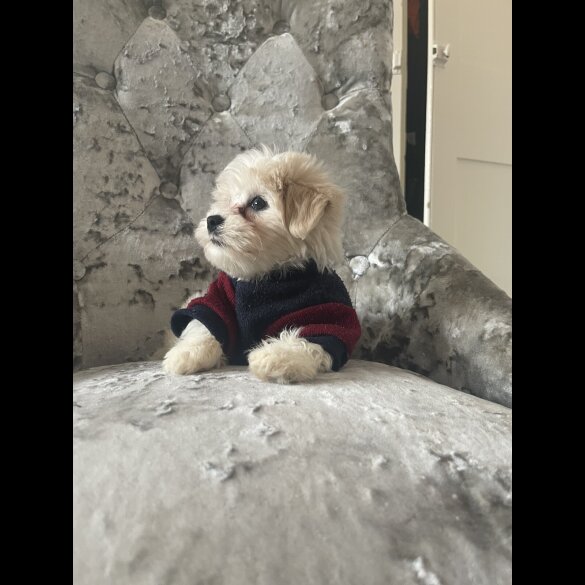 Maltipoo - Both