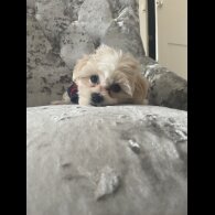 Maltipoo - Both