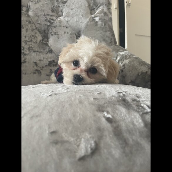 Maltipoo - Both