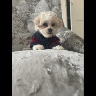 Maltipoo - Both