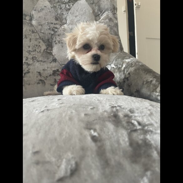 Maltipoo - Both