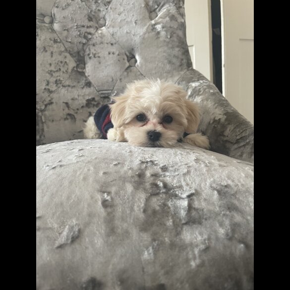 Maltipoo - Both