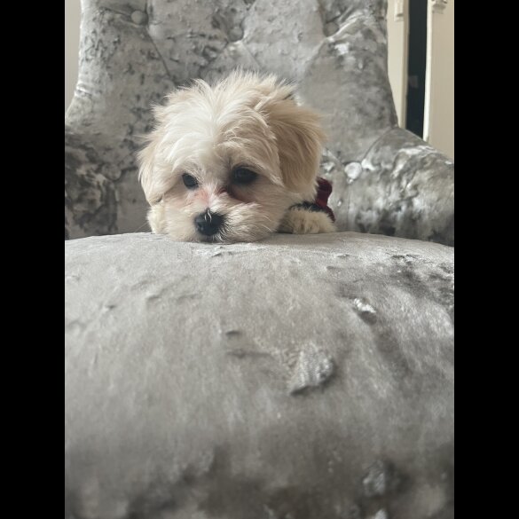 Maltipoo - Both