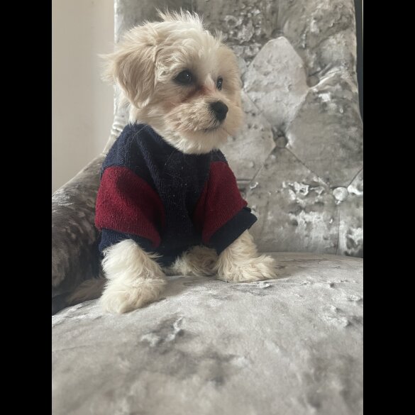 Maltipoo - Both