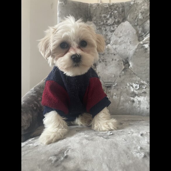 Maltipoo - Both