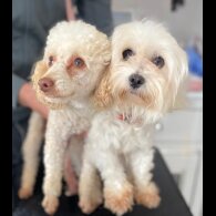 Maltipoo - Both
