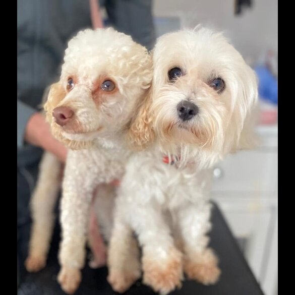 Maltipoo - Both