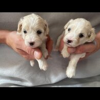 Maltipoo - Both