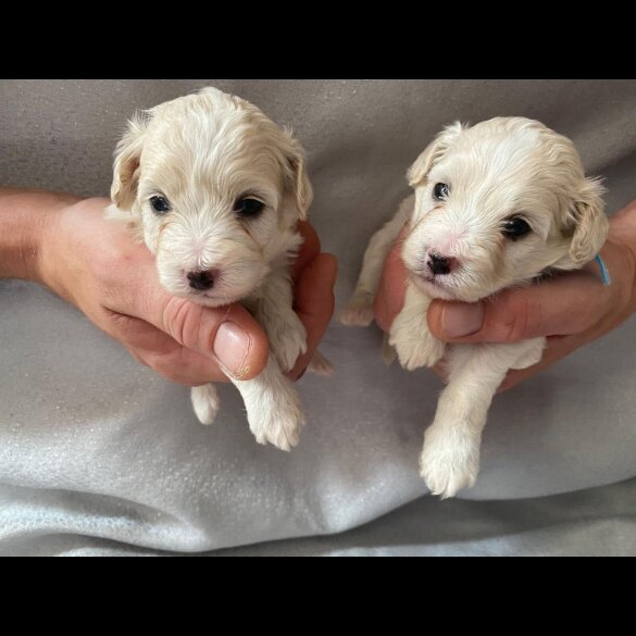 Maltipoo - Both