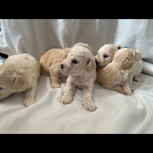 Maltipoo - Both