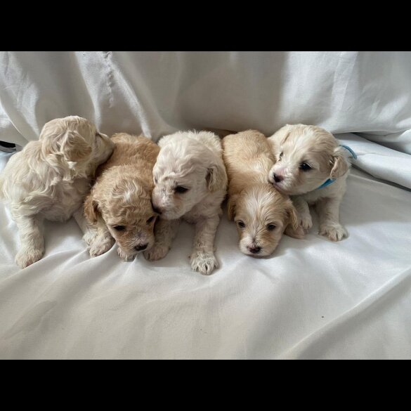 Maltipoo - Both
