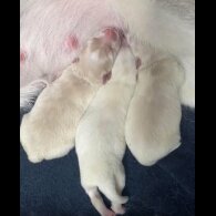 Maltipoo - Both