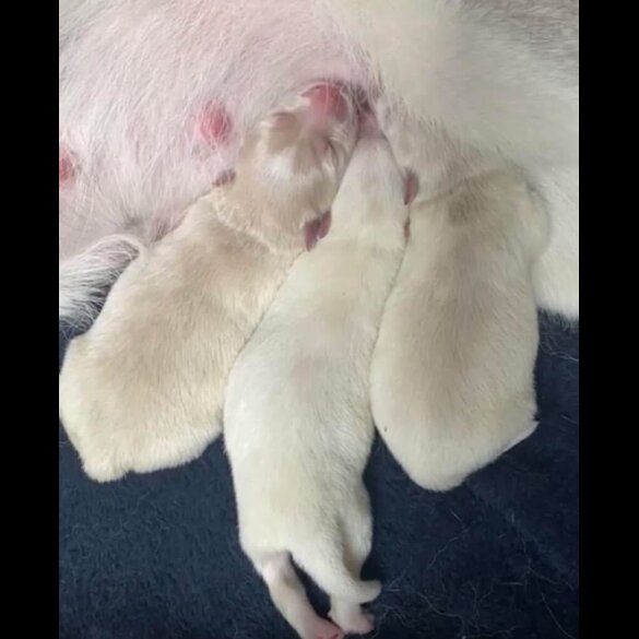 Maltipoo - Both
