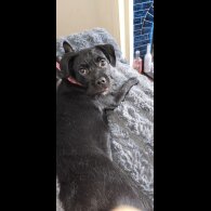 Cockapoo - Both