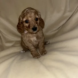 Cockapoo - Both