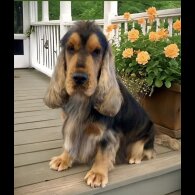 Cocker Spaniel (Working &amp; Show) - Dogs
