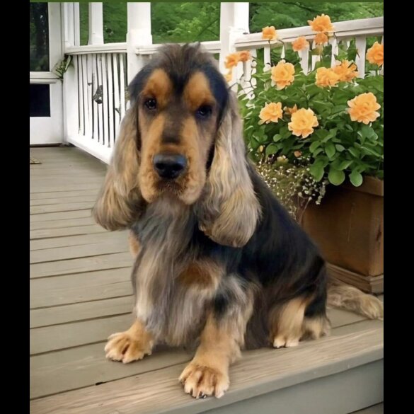 Cocker Spaniel (Working &amp; Show) - Dogs