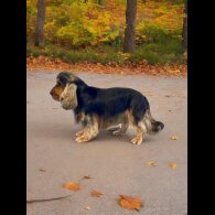 Cocker Spaniel (Working &amp; Show) - Dogs