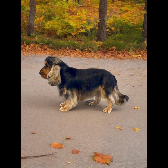 Cocker Spaniel (Working &amp; Show) - Dogs