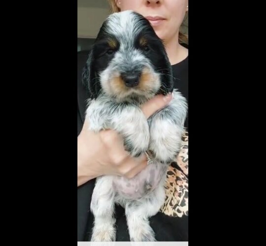 Cocker Spaniel (Working &amp; Show)
