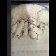 Coton De Tulear - Both