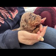 Dachshund (Standard &amp; Miniature) - Both