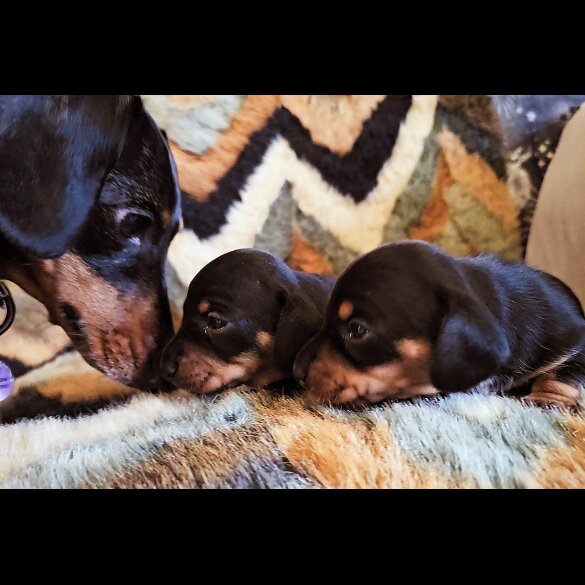 Dachshund (Standard &amp; Miniature) - Both