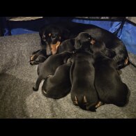 Dachshund (Standard &amp; Miniature) - Both