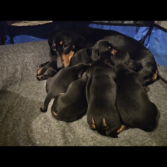 Dachshund (Standard &amp; Miniature) - Both