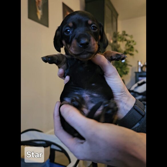 Dachshund (Standard &amp; Miniature) - Both